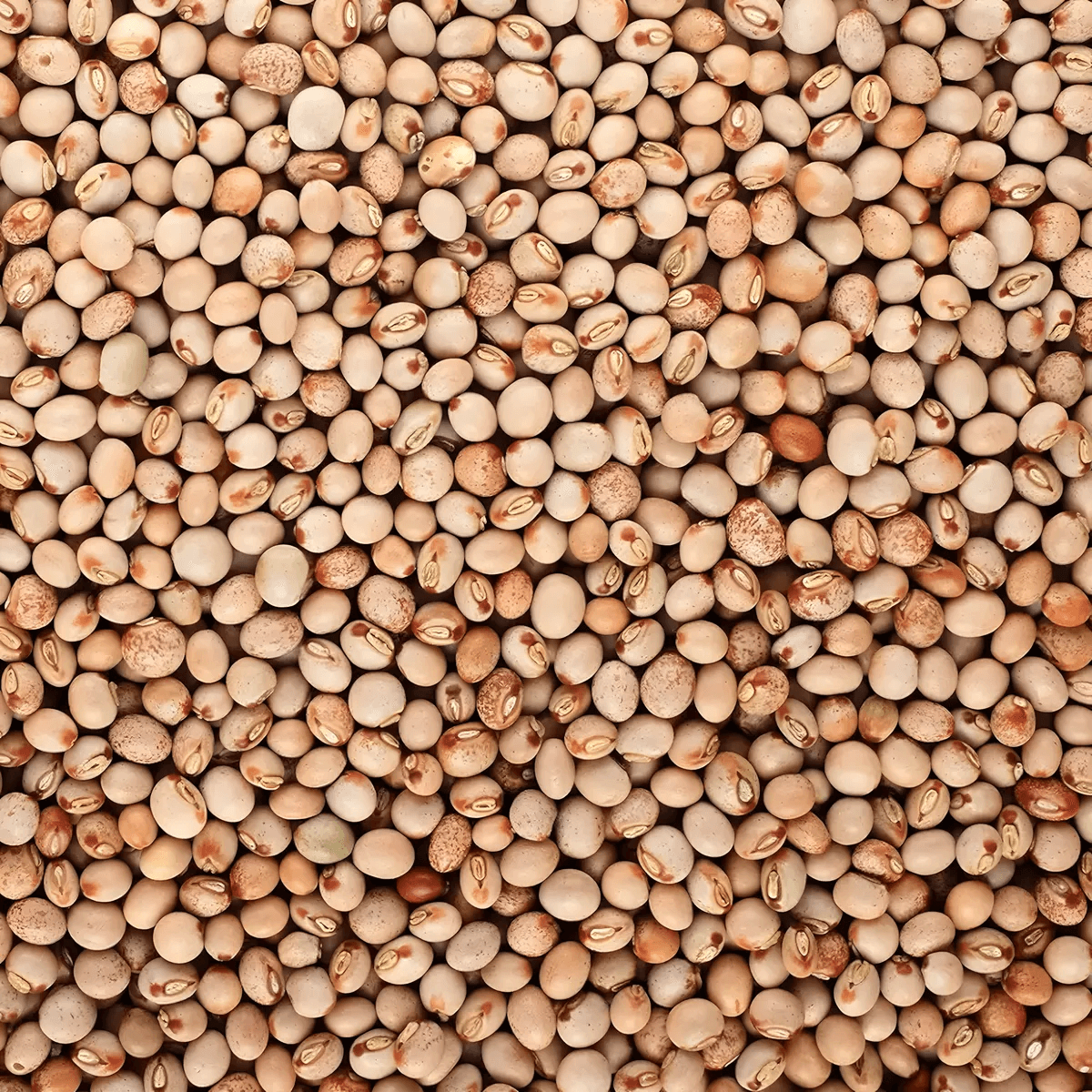 Gros plan sur les Pois d'Angole LEGUMOR, grains secs de couleur beige et brune, parfaits pour soupes, salades et alimentation végétale équilibrée.